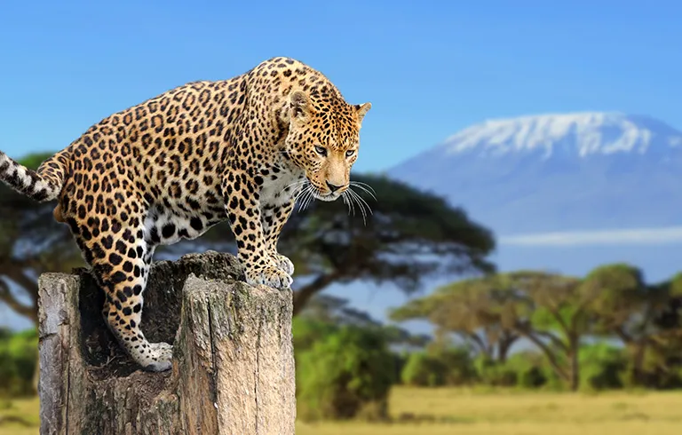 Kenyan & Tanzanian Safari